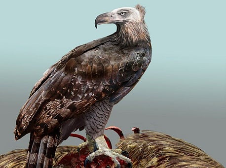 Haast's Eagle - Image adapted from &copy; Katrina Kenny and &copy; NHM