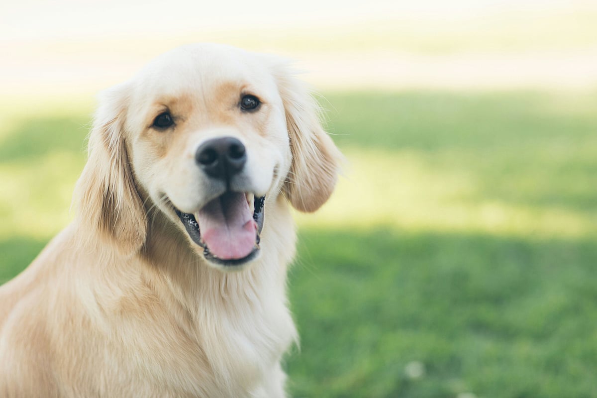 Paws Wellbeing Centre