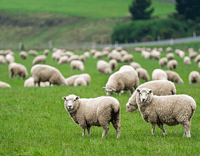 The autumn parasite flush