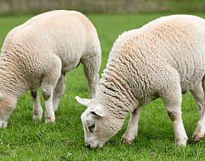 Do you need to do larval cultures?