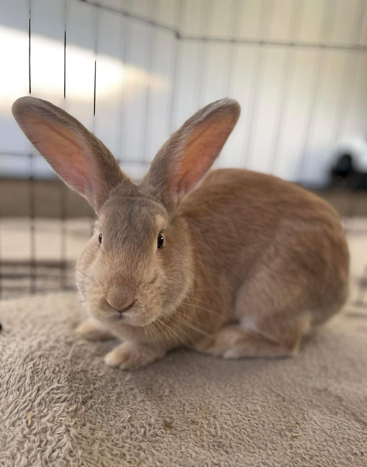 The Orphanage | The Bunny Bach