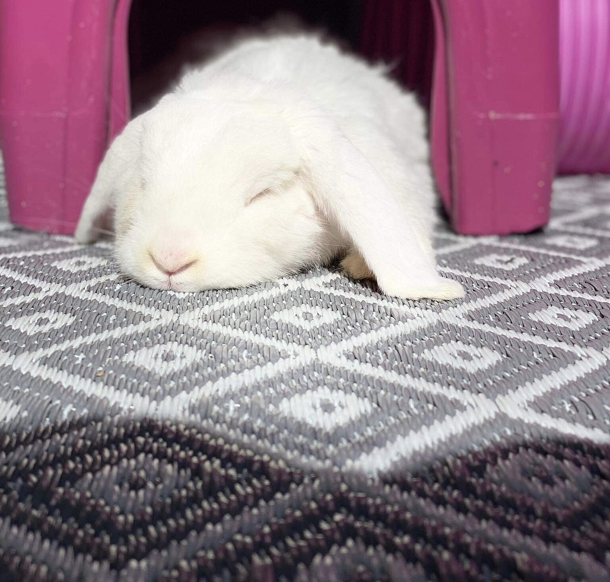 The Retirement Village | The Bunny Bach