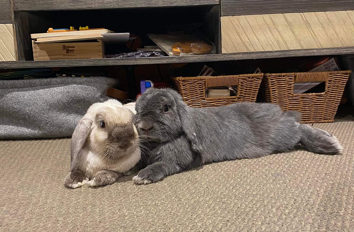 The Retirement Village | The Bunny Bach