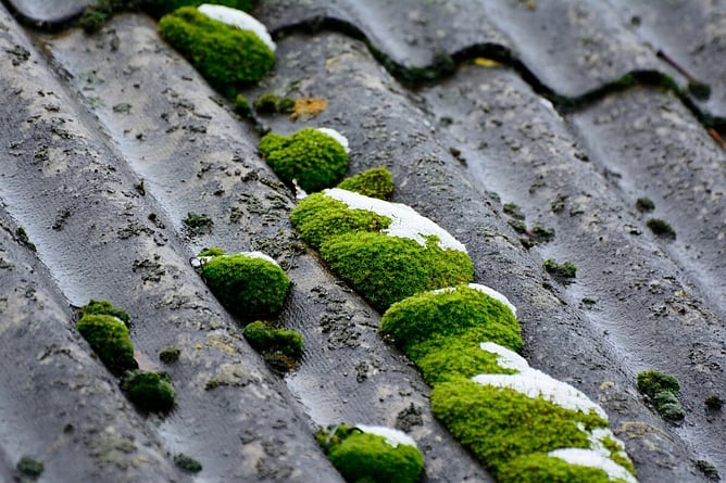 moss growth on roof tiles