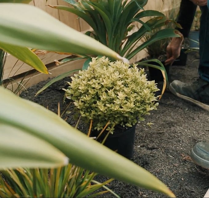 New garden planting and landscaping project Richmond Tasman