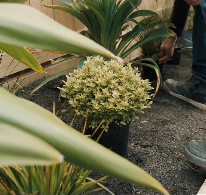 New garden planting and landscaping project Richmond Tasman