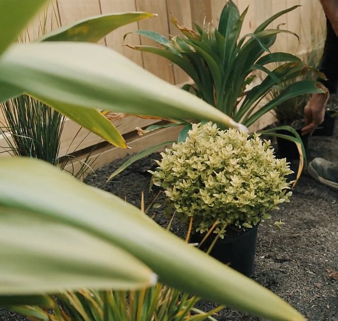 Garden planting in Richmond, by Sherlock Landscaping at a residential property