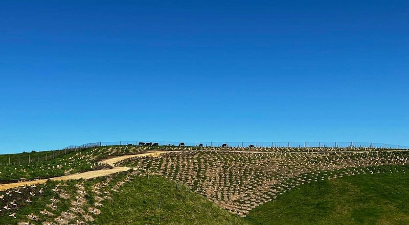 Hastings District Council Planting on hillside