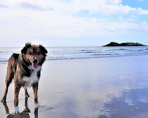 Dog Friendly Holiday Home Northland