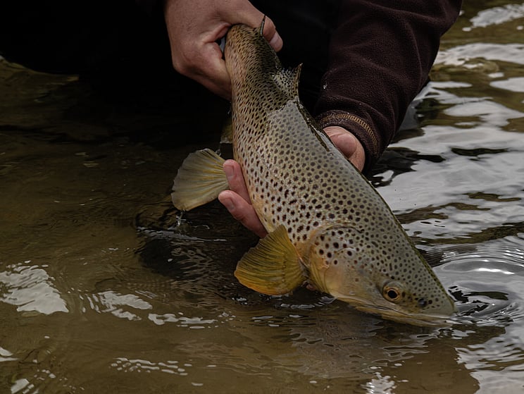 mayfly, brown trout, golden, NZ, New Zealand, Todd Adolph 