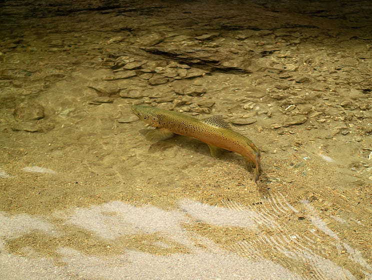 gin clear, fly fishing, NZ, New Zealand flyfishing, wild trout, brown trout, trophy trout. Todd Adolph NZ tourism, travel fluefiske flugfiske back country explore Queenstown, Otago, Southland Fiordland Wanaka
