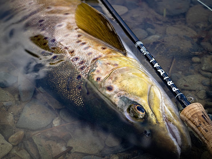 gin clear, fly fishing, NZ, New Zealand flyfishing, wild trout, brown trout, trophy trout. Todd Adolph NZ tourism, travel fluefiske flugfiske back country explore Queenstown, Otago, Southland Fiordland Wanaka