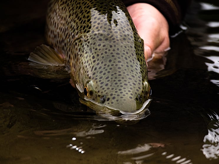 gin clear, fly fishing, NZ, New Zealand flyfishing, wild trout, brown trout, trophy trout. Todd Adolph NZ tourism, travel fluefiske flugfiske back country explore Queenstown, Otago, Southland Fiordland Wanaka