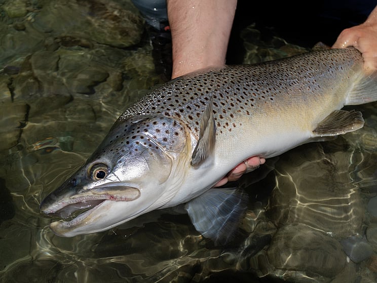 gin clear, fly fishing, NZ, New Zealand flyfishing, wild trout, brown trout, trophy trout. Todd Adolph NZ tourism, travel fluefiske flugfiske back country explore Queenstown, Otago, Southland Fiordland Wanaka