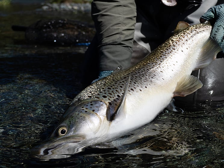gin clear, fly fishing, NZ, New Zealand flyfishing, wild trout, brown trout, trophy trout. Todd Adolph NZ tourism, travel fluefiske flugfiske back country explore Queenstown, Otago, Southland Fiordland Wanaka