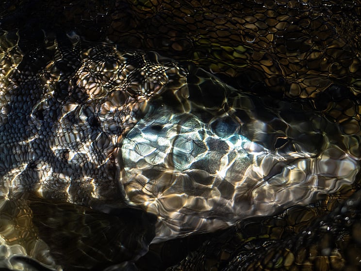 gin clear, fly fishing, NZ, New Zealand flyfishing, wild trout, brown trout, trophy trout. Todd Adolph NZ tourism, travel fluefiske flugfiske back country explore Queenstown, Otago, Southland Fiordland Wanaka