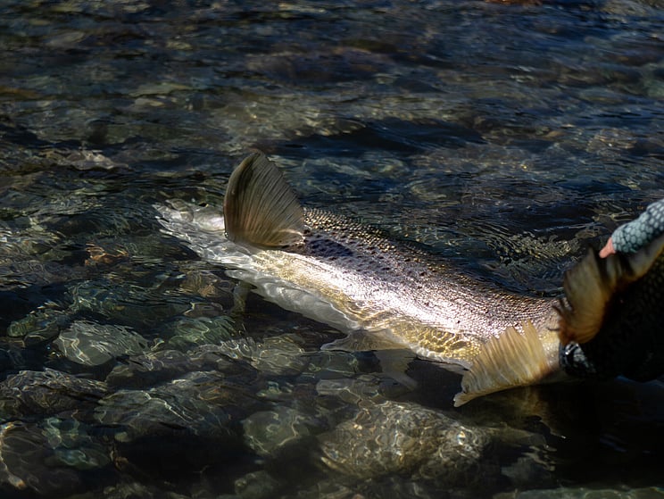 gin clear, fly fishing, NZ, New Zealand flyfishing, wild trout, brown trout, trophy trout. Todd Adolph NZ tourism, travel fluefiske flugfiske back country explore Queenstown, Otago, Southland Fiordland Wanaka