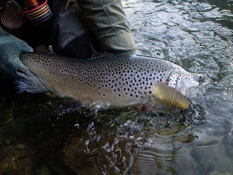 NZ tourism, adventure, Backcountry, explore, Todd Adolph, NZ, New Zealand, Brown Trout, flyfishing, otago, southland, south Island, Fishing Guide, fishing fluefiske, flugfiske