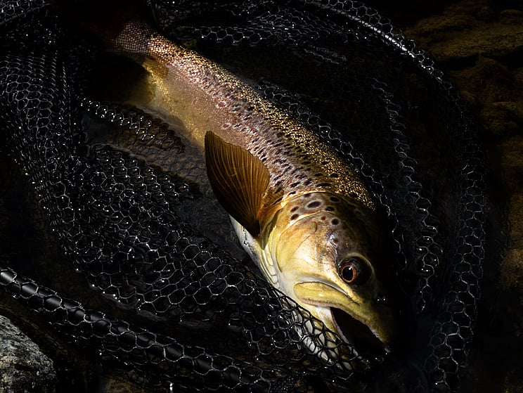 NZ tourism, adventure, Backcountry, explore, Todd Adolph, NZ, New Zealand, Brown Trout, flyfishing, otago, southland, south Island, Fishing Guide, fishing fluefiske, flugfiske