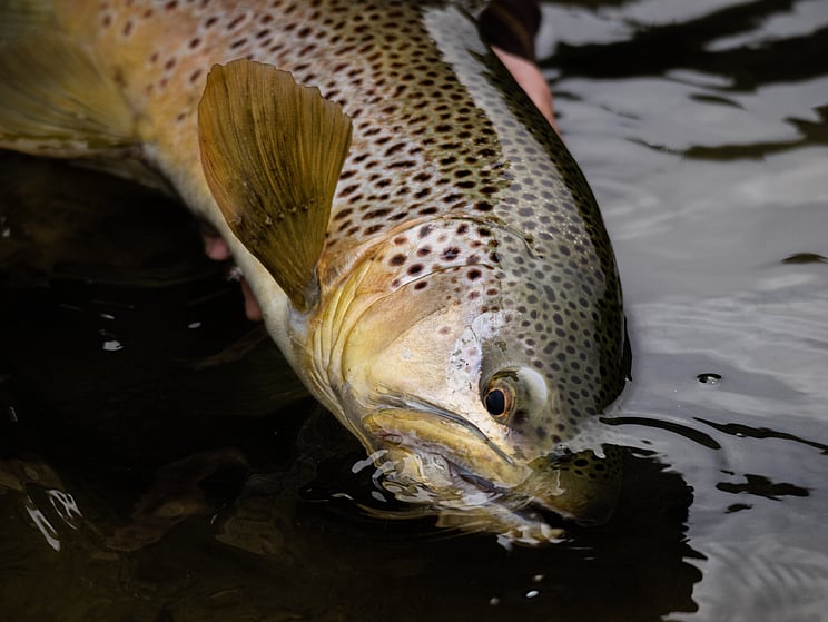 NZ tourism, adventure, Backcountry, explore, Todd Adolph, NZ, New Zealand, Brown Trout, flyfishing, otago, southland, south Island, Fishing Guide, fishing fluefiske, flugfiske