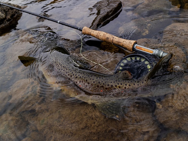 NZ tourism, adventure, Backcountry, explore, Todd Adolph, NZ, New Zealand, Brown Trout, flyfishing, otago, southland, south Island, Fishing Guide, fishing fluefiske, flugfiske