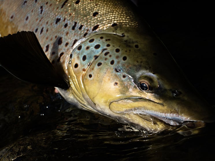 NZ tourism, adventure, Backcountry, explore, Todd Adolph, NZ, New Zealand, Brown Trout, flyfishing, otago, southland, south Island, Fishing Guide, fishing fluefiske, flugfiske