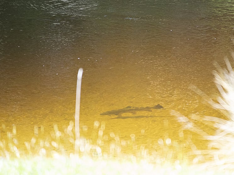 NZ tourism, adventure, Backcountry, explore, Todd Adolph, NZ, New Zealand, Brown Trout, flyfishing, otago, southland, south Island, Fishing Guide, fishing fluefiske, flugfiske