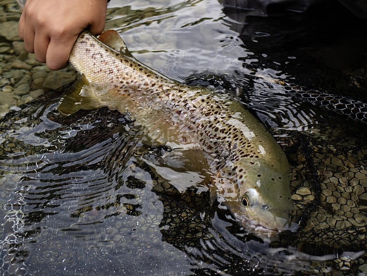 NZ tourism, adventure, Backcountry, explore, Todd Adolph, NZ, New Zealand, Brown Trout, flyfishing, otago, southland, south Island, Fishing Guide, fishing fluefiske, flugfiske