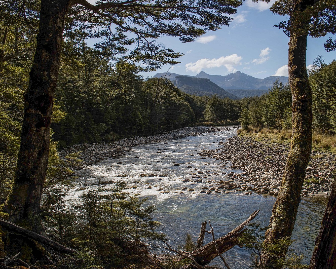 Gin clear backcountry brown trout paradise Todd Adolph 