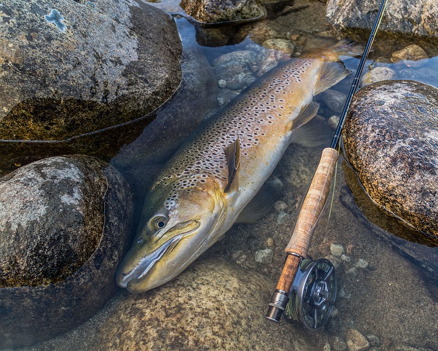 Trophy brown trout from a southland road trip, 10 pounds of prime condition Todd Adolph