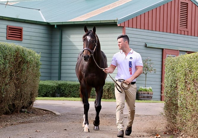 Kurtis Gillovic pictured with proven sire Wrote. - Photo: supplied