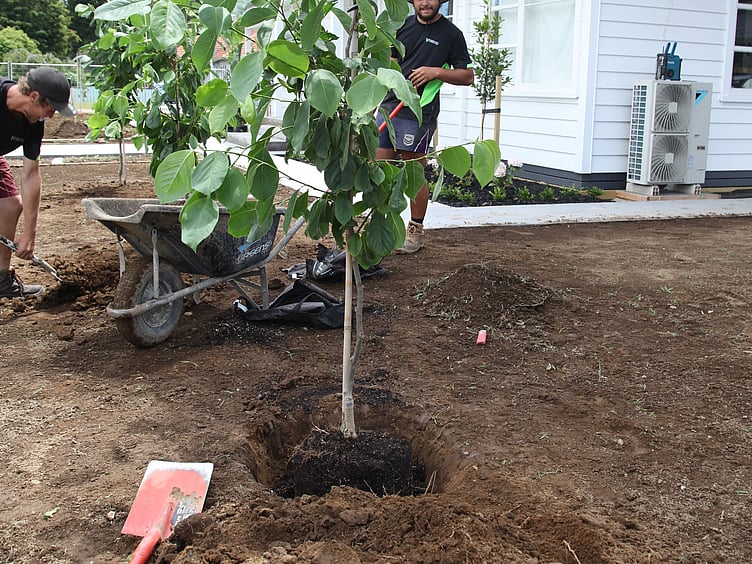 Planting trees
