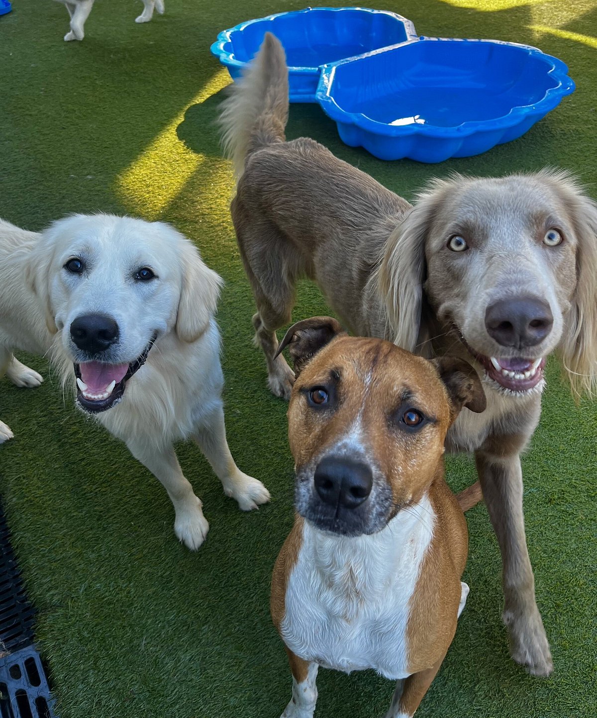 Centre Paws Careers | Paws Pet Care