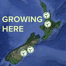 Growing here