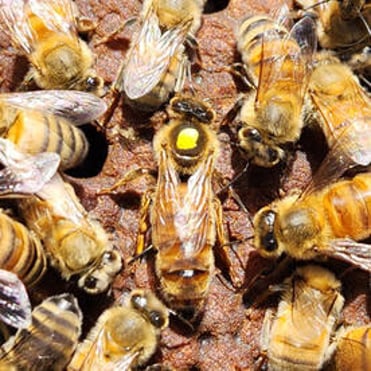 Close up of Queen bee with yellow marker