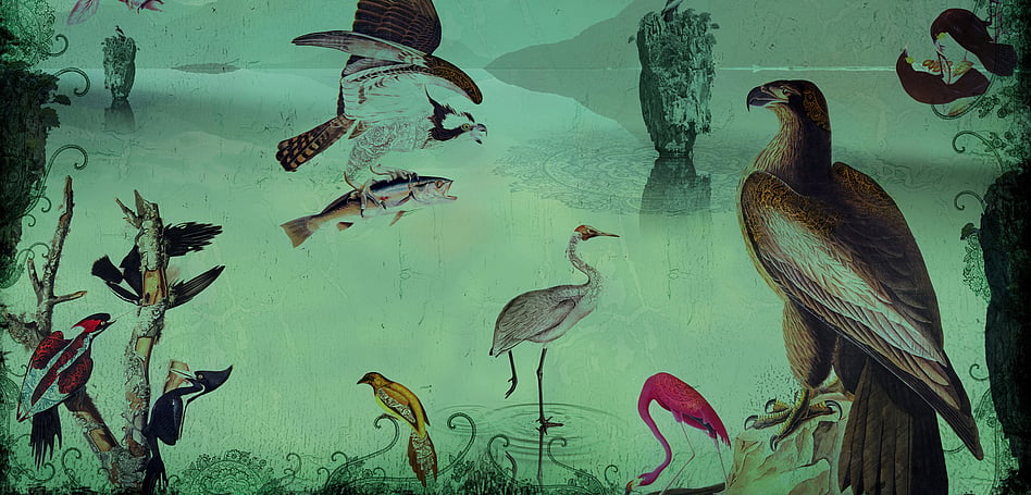 BIRDLAND - DIGITAL ART