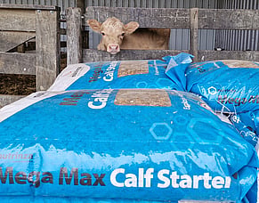 Getting your calves off to a strong start this Autumn