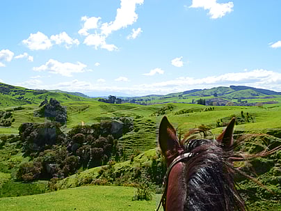 horse riding at stone hill waikato