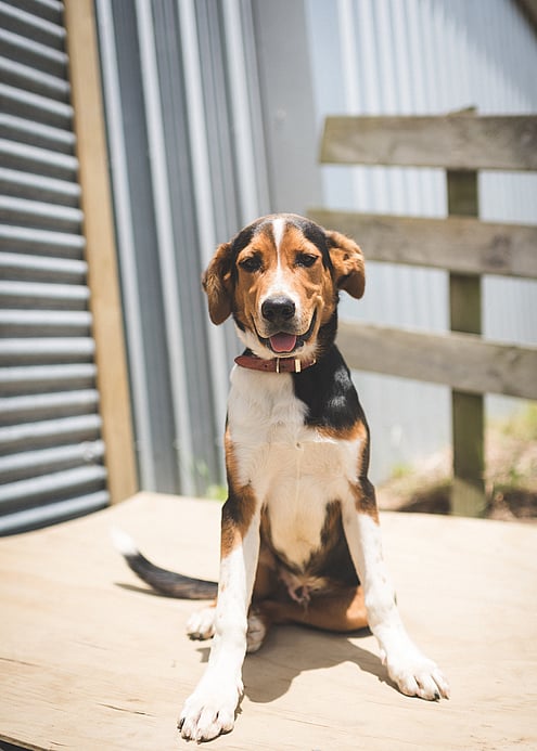 Luke, the trekking dog, at Stone Hill