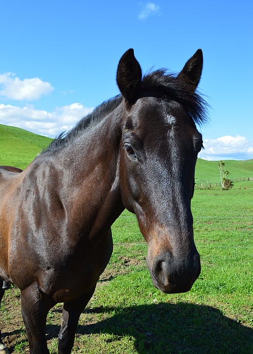 Safe horse trekking at Stone Hill