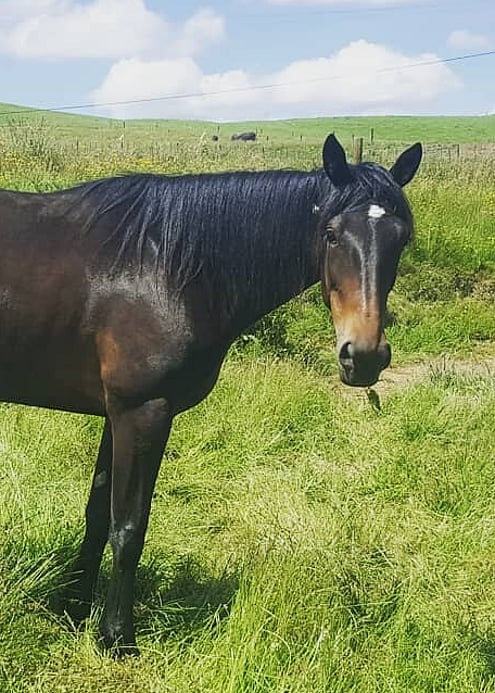 save trekking horse standardbred