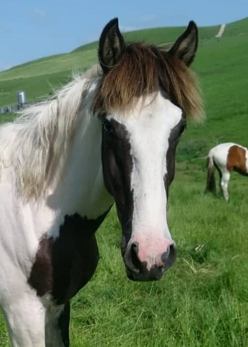pinto horse at stone hill