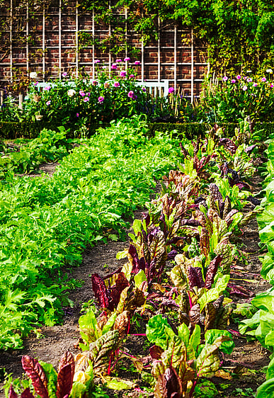 Garden Growing