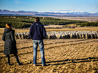 Sheep on Omahau Hill Station