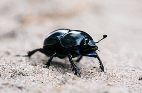 Dung Beetles in Pongakawa