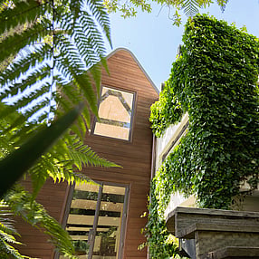 Ivy wall