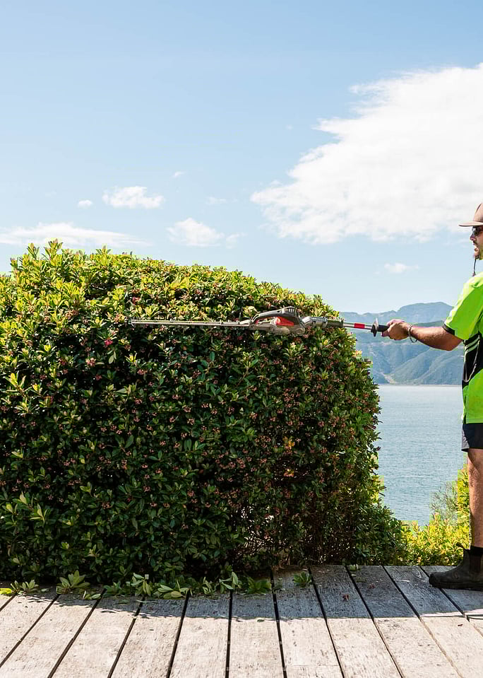 Trimming Escallonia hedge with a view  