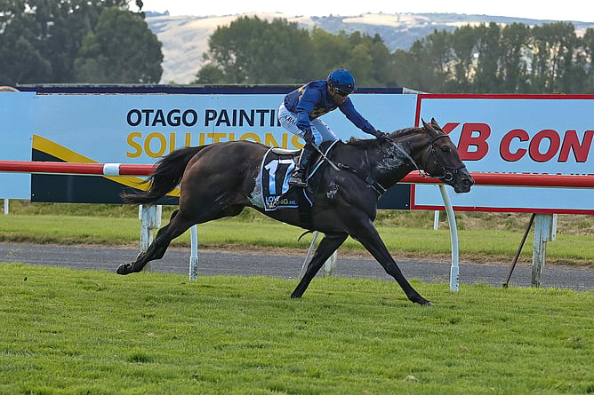 Cluedo Lane winning the Gr.3 White Robe Lodge Weight For Age (1600m). -  Photo: Monica Toretto