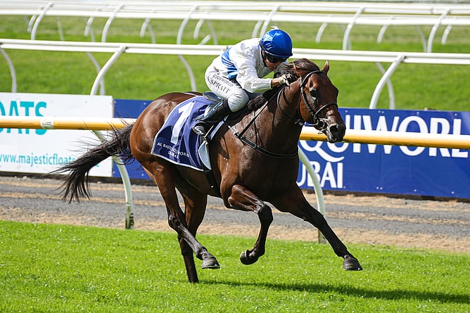 Savaglee winning the Gr.1 New Zealand 2000 Guineas (1600m). -  Photo: Race Images South
