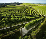 vineyards